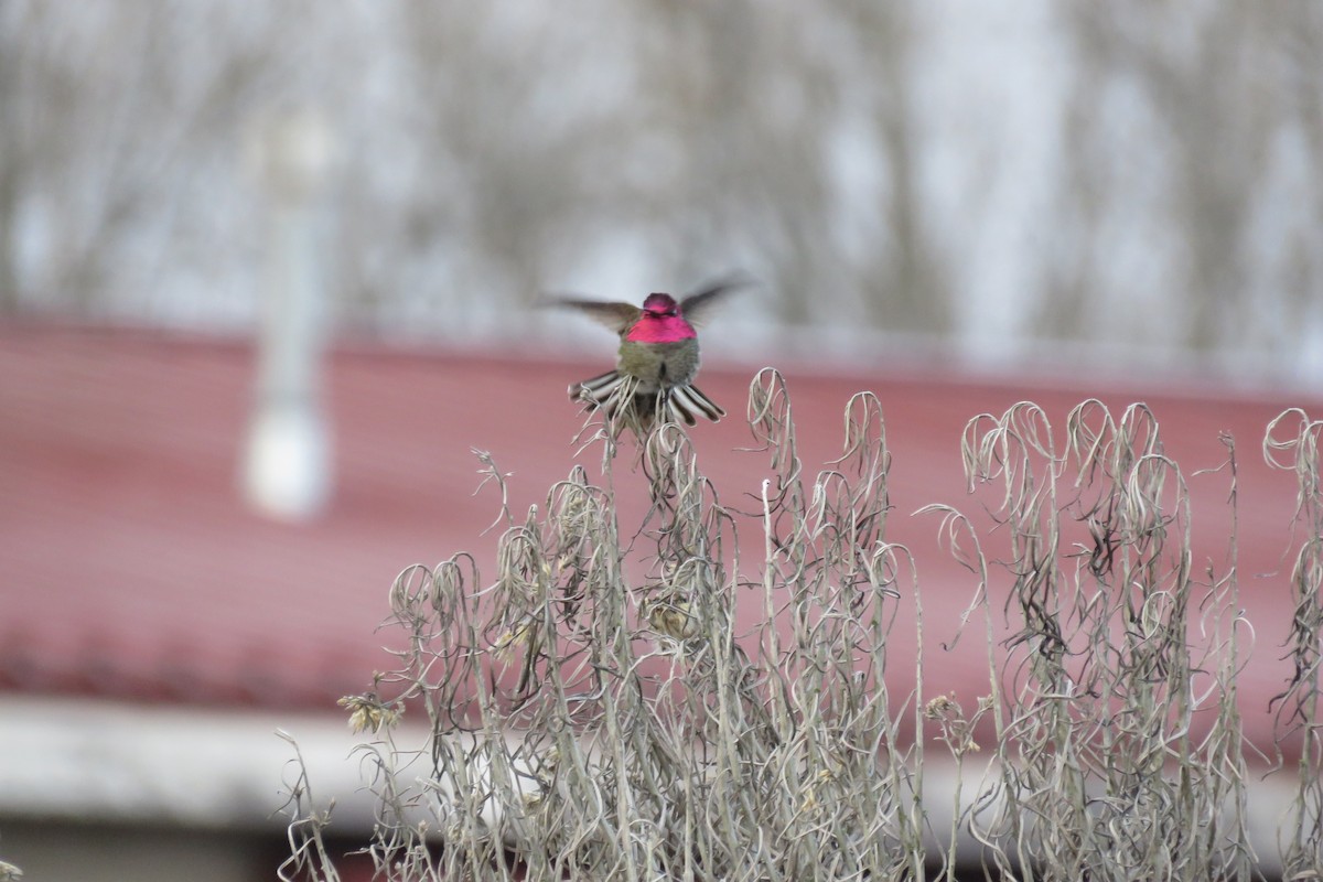 Anna's Hummingbird - ML315705761