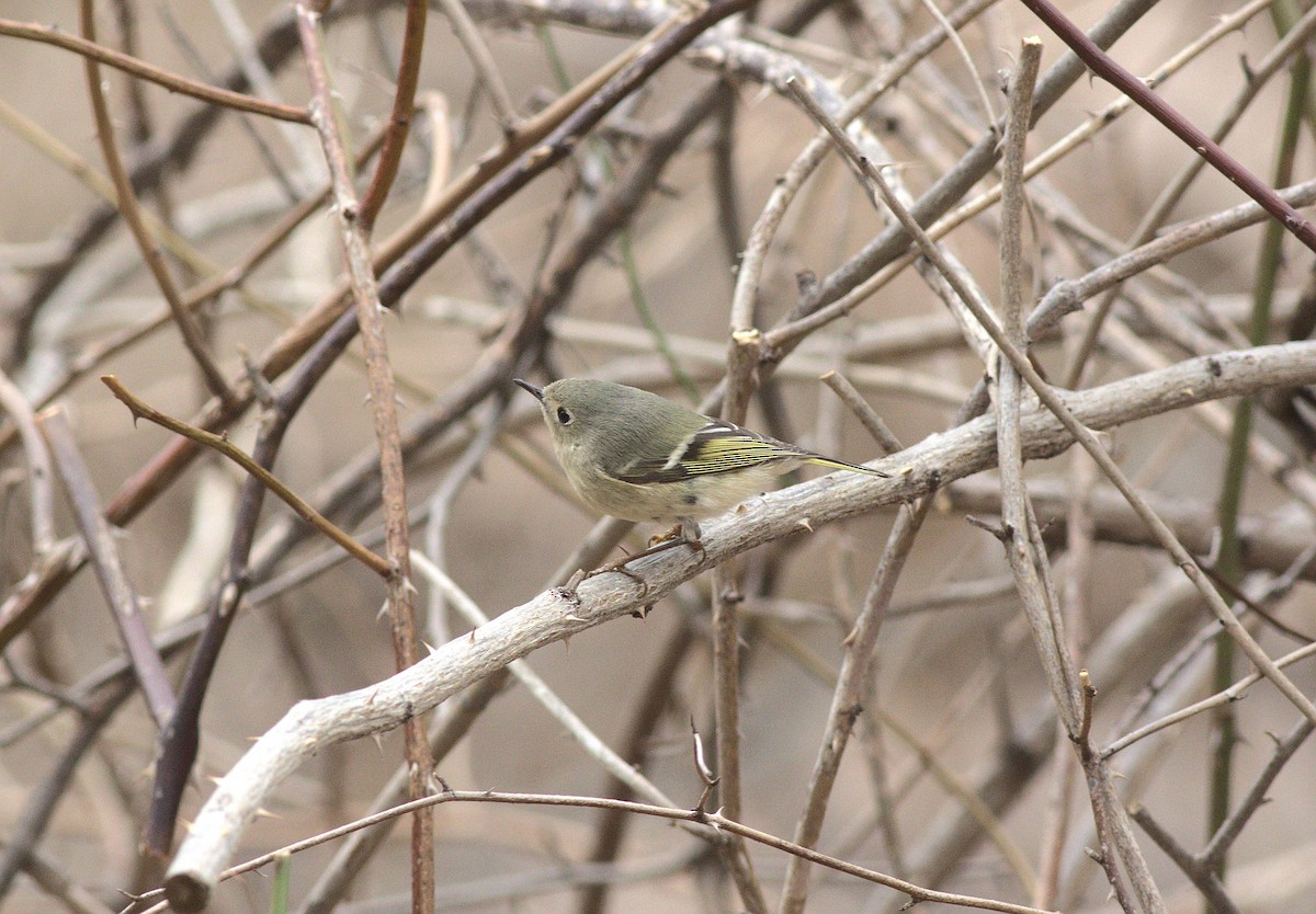 Ruby-crowned Kinglet - ML315706281