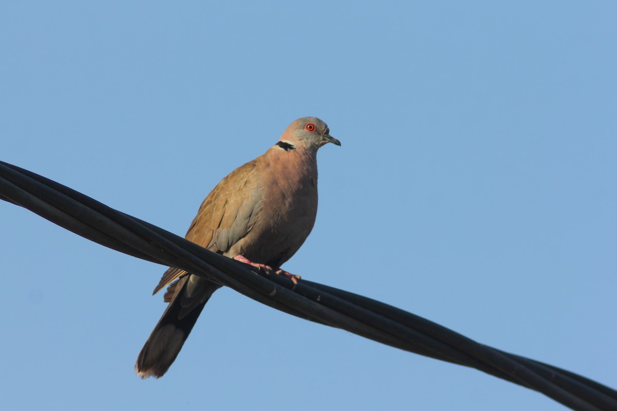 Mourning Collared-Dove - ML315706981
