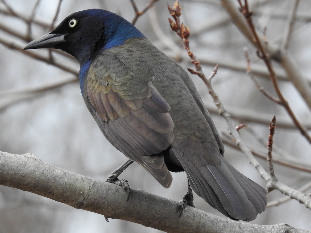 Common Grackle (Bronzed) - Dave HH