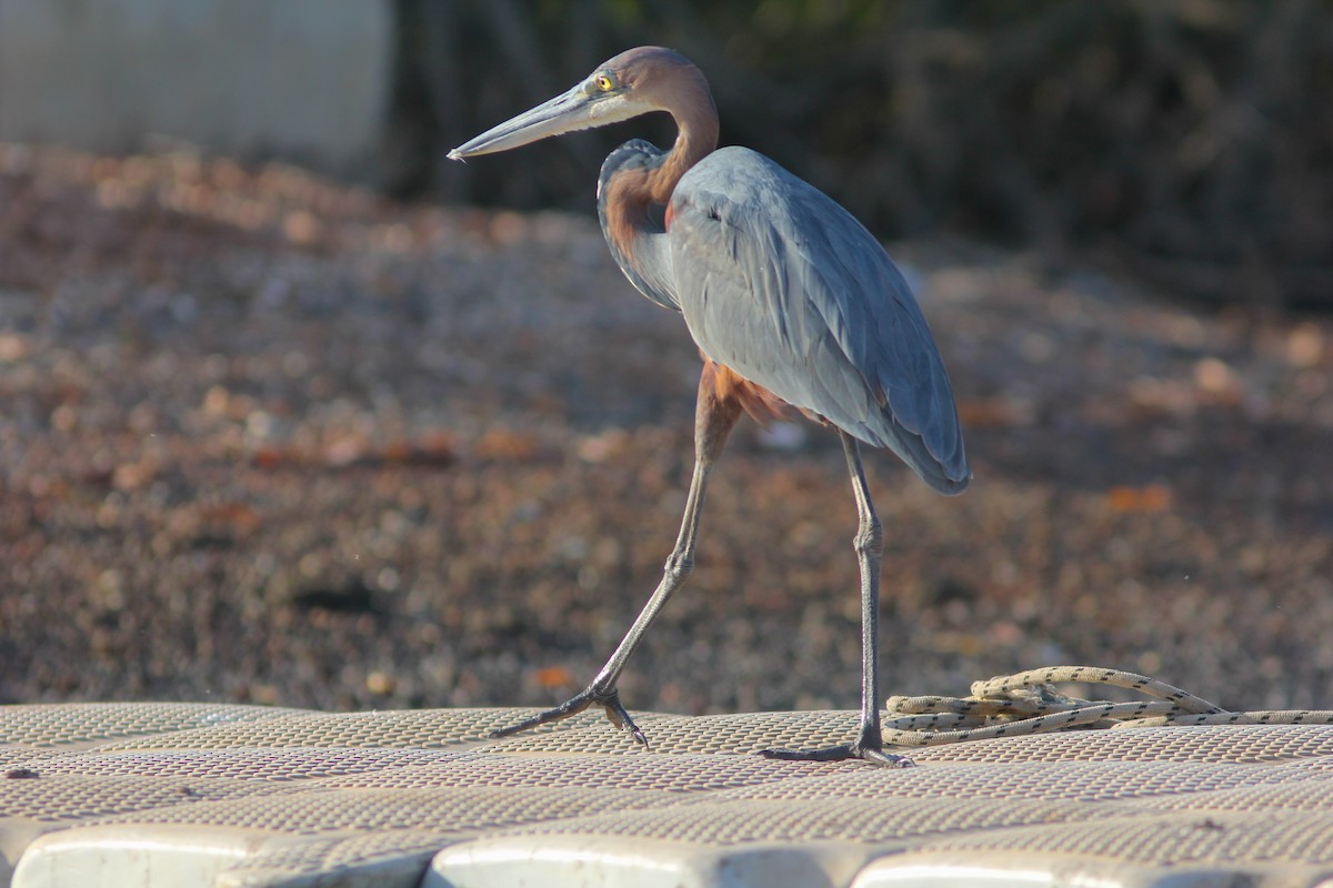 Goliath Heron - ML315708161