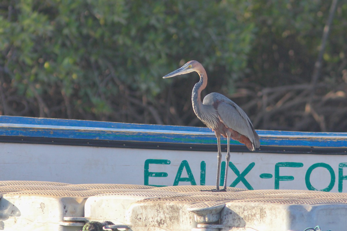 Goliath Heron - ML315708181