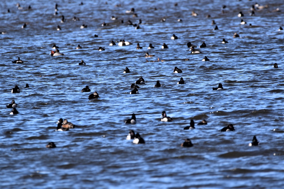 Ring-necked Duck - Mike Ellery