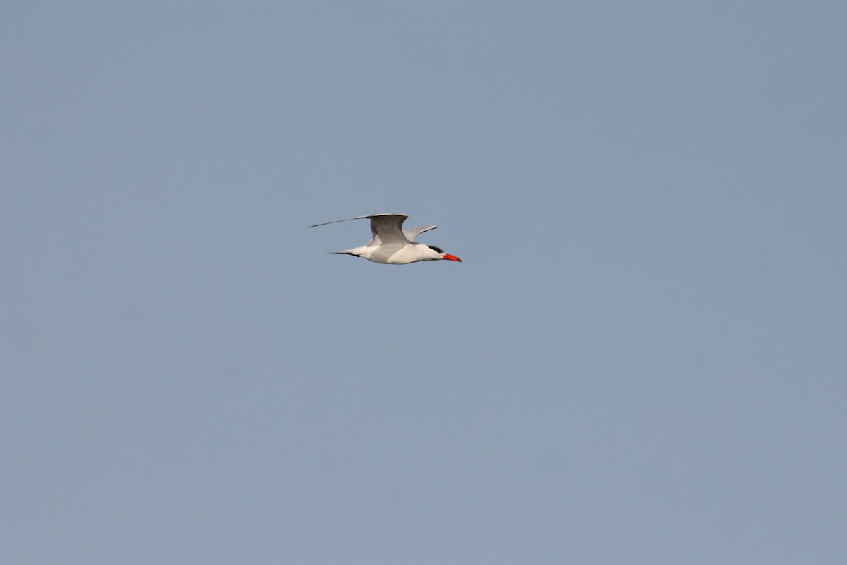 Caspian Tern - ML315708851