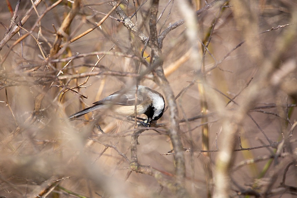 Black-capped Chickadee - ML315709271