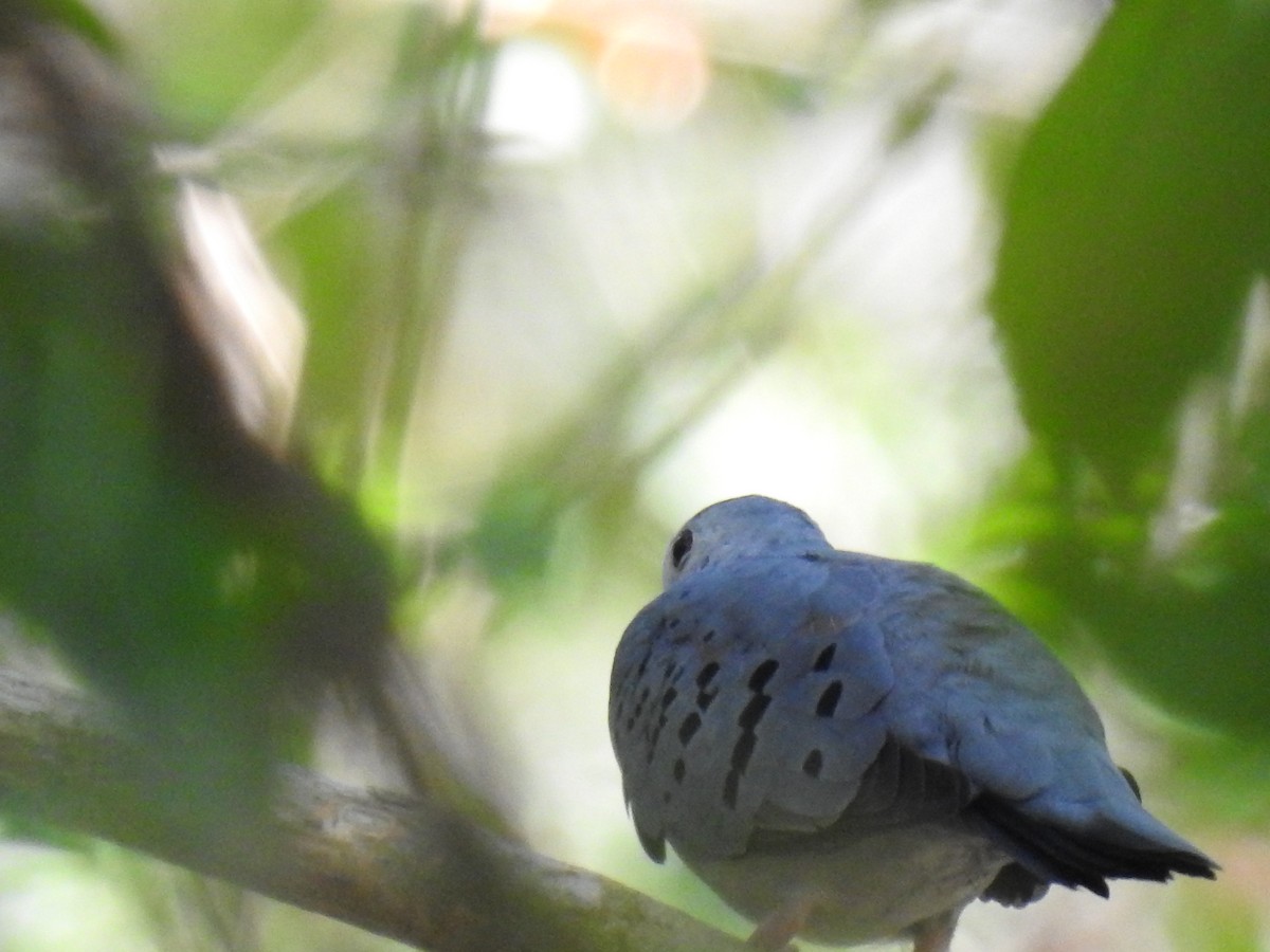 Blue Ground Dove - Leandro Niebles Puello