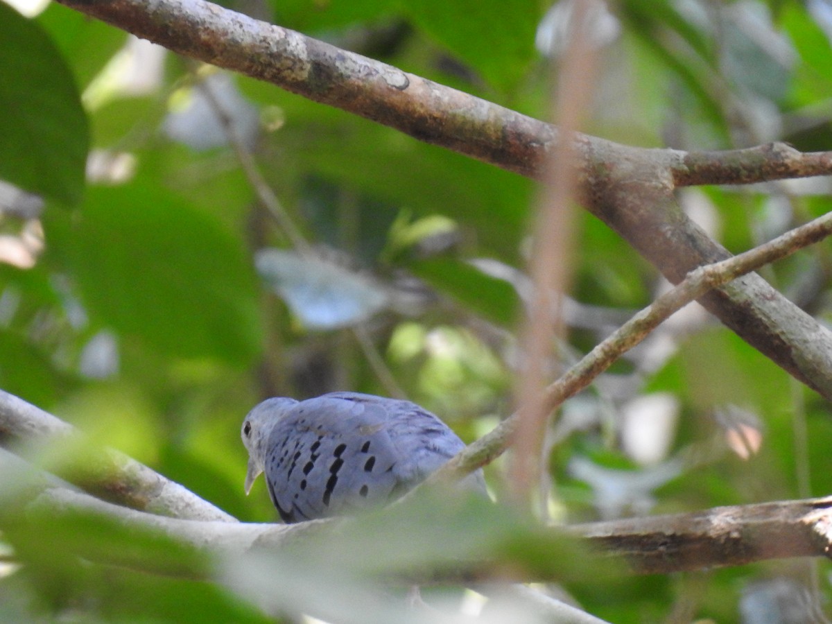 Blue Ground Dove - Leandro Niebles Puello