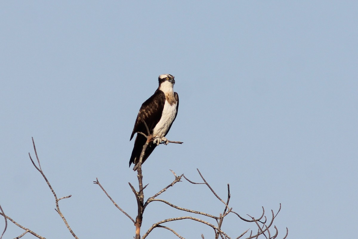 Falco pescatore - ML315710521