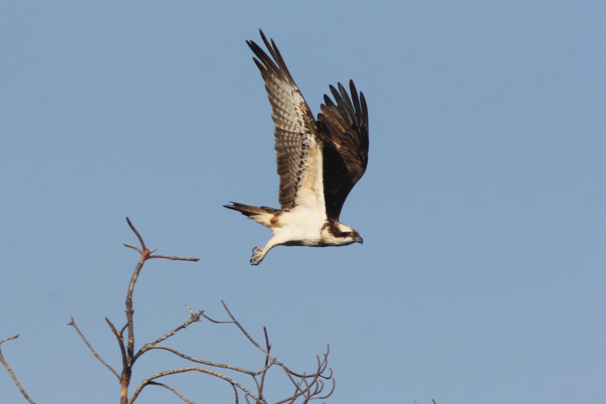 Osprey - Thomas Galewski