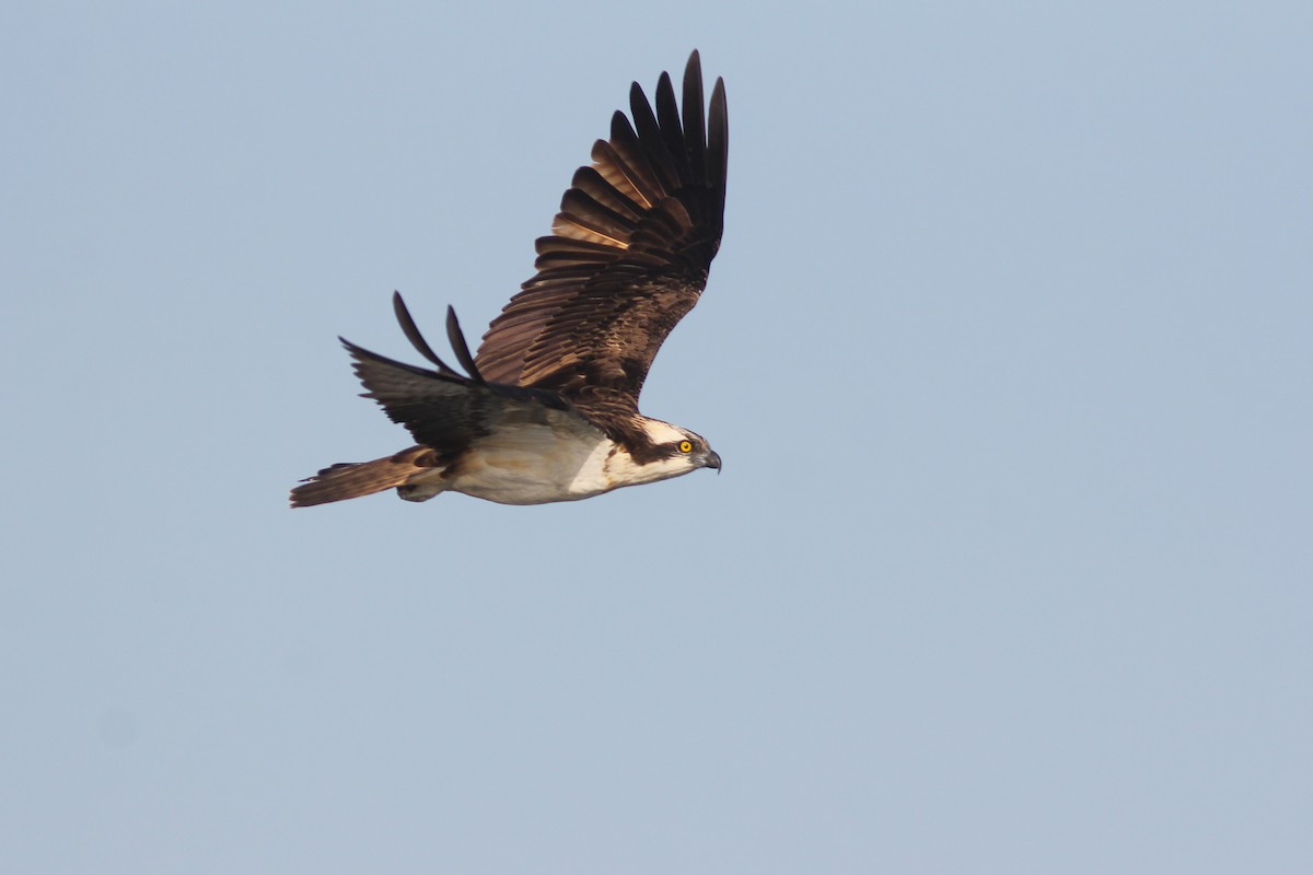 Osprey - ML315710541