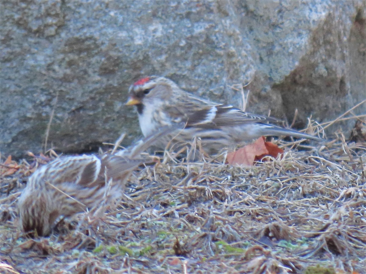 Redpoll (Common) - ML315711981