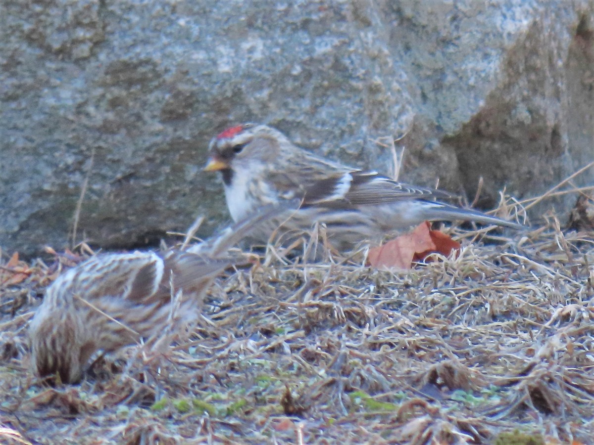 Common Redpoll - ML315711981