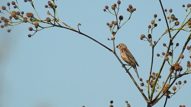 Chestnut Seedeater - ML315712101