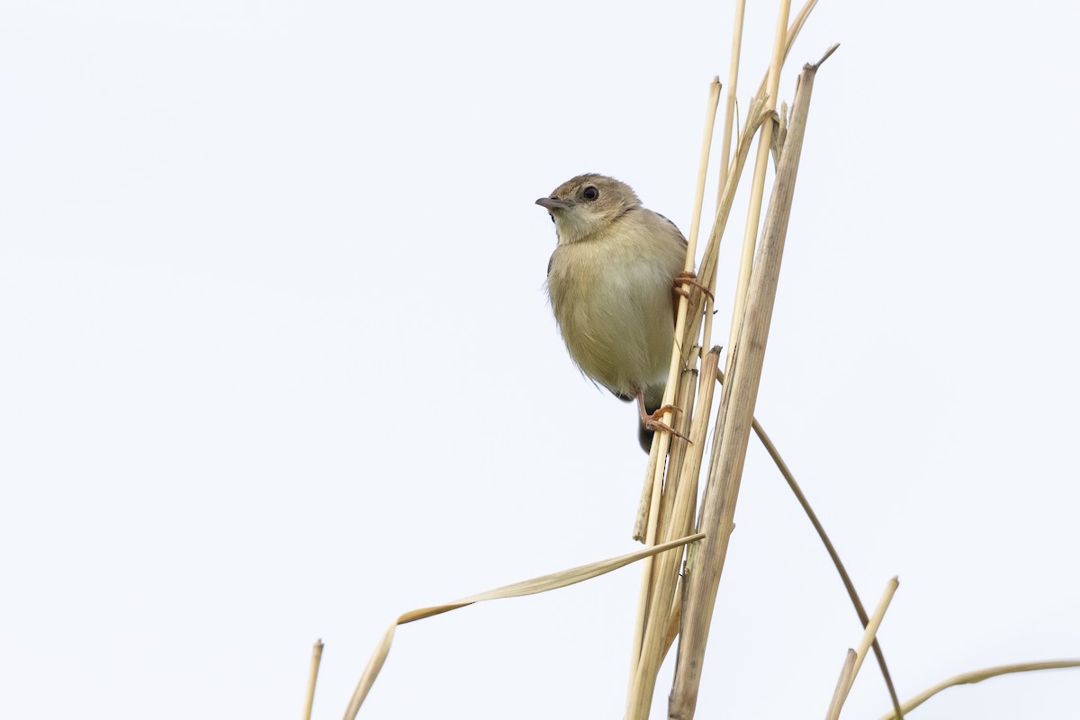 Siffling Cisticola - ML315712481