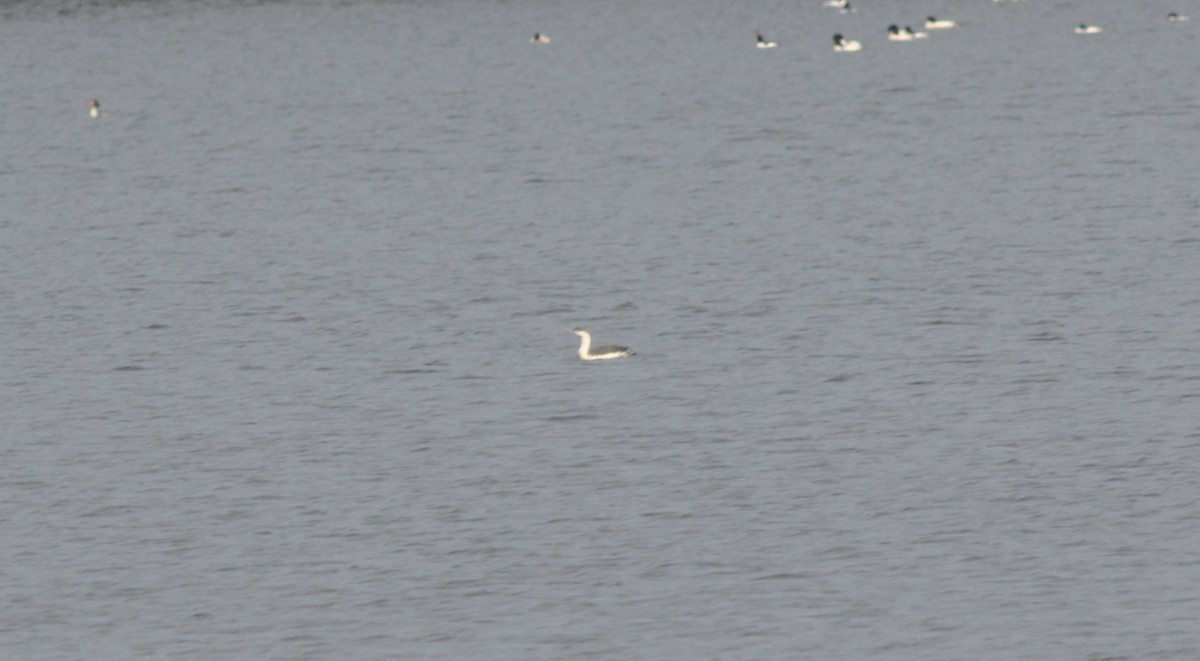 Red-throated Loon - ML315712851