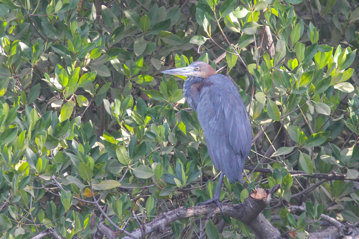 Goliath Heron - ML315715851