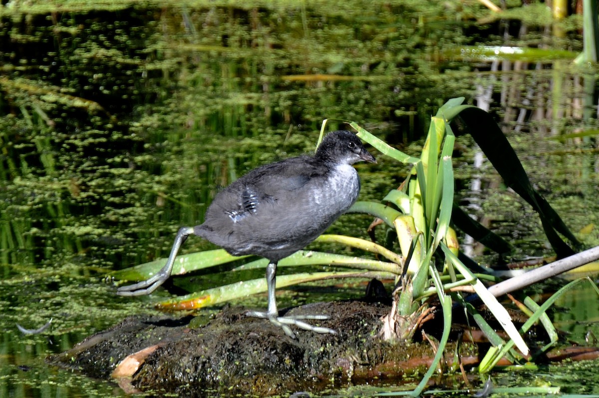 American Coot (Red-shielded) - ML31571591