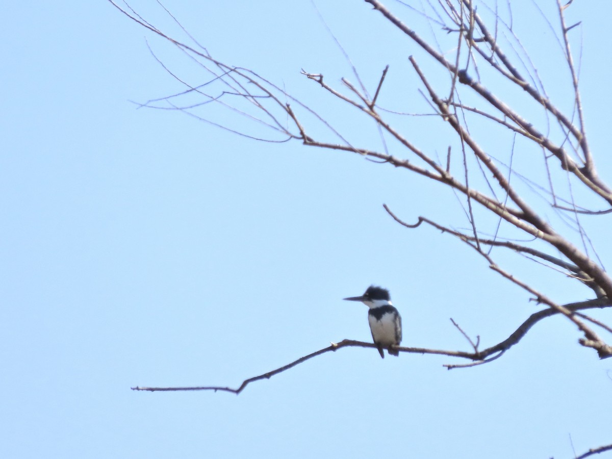 Belted Kingfisher - ML315716781