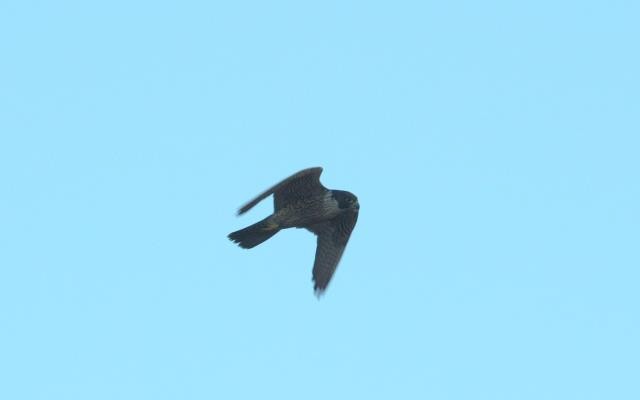 Peregrine Falcon (Australian) - ML315717401