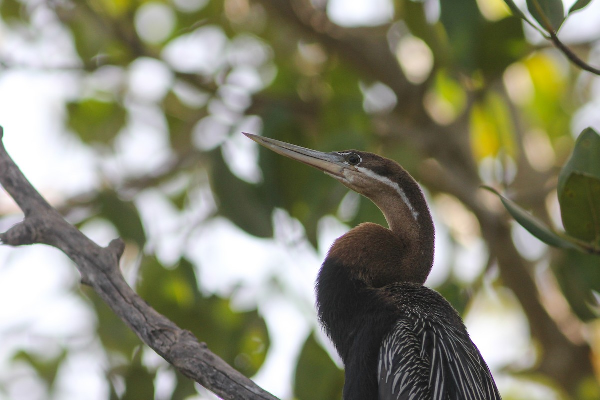 anhinga africká - ML315717741