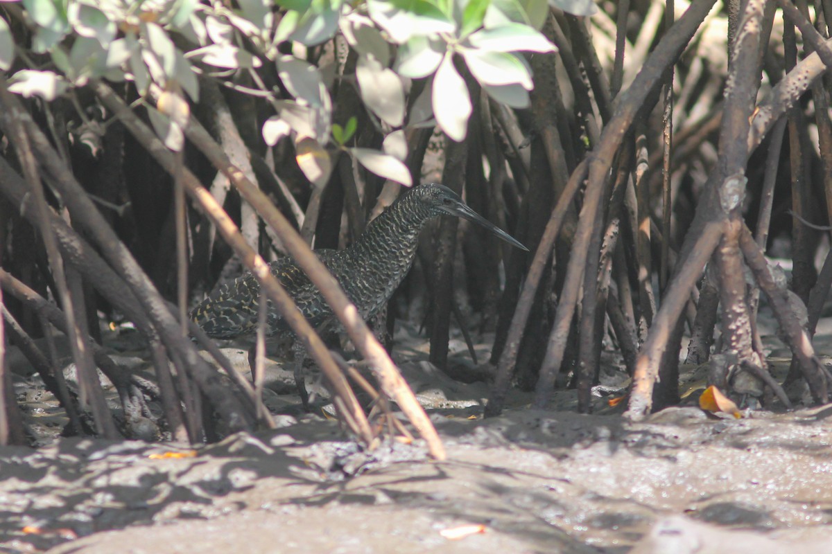 White-crested Tiger-Heron - ML315718371