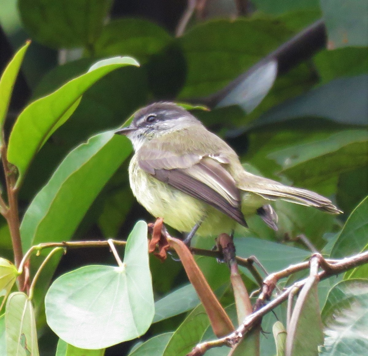 Sooty-headed Tyrannulet - ML315719931