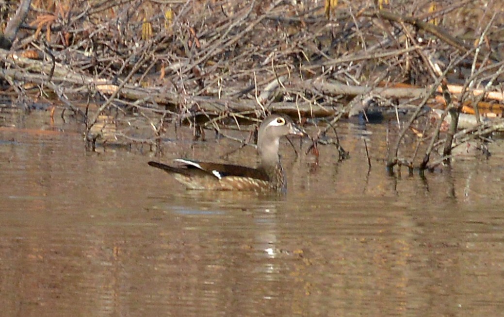 Wood Duck - Bill Telfair