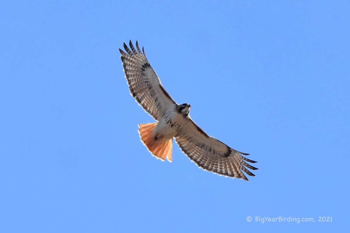 Red-tailed Hawk - ML315721601