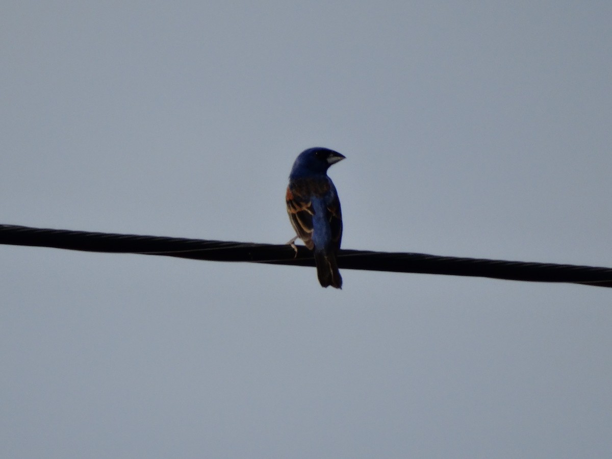 Guiraca bleu - ML31572231