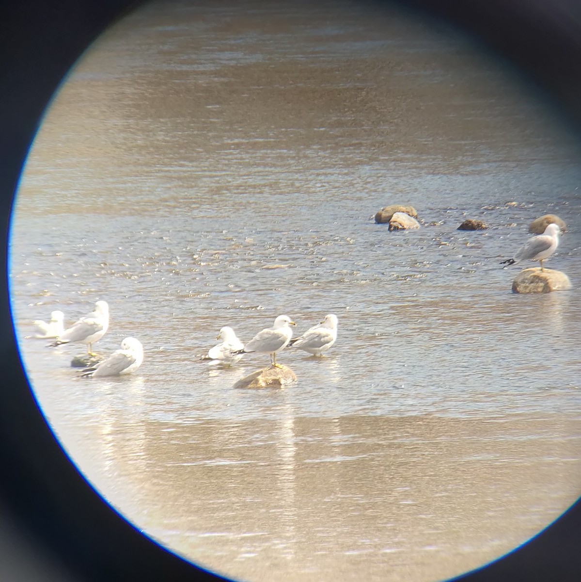 Ring-billed Gull - Kyle Jones