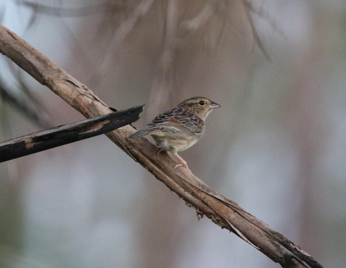 Bachman's Sparrow - ML315722671