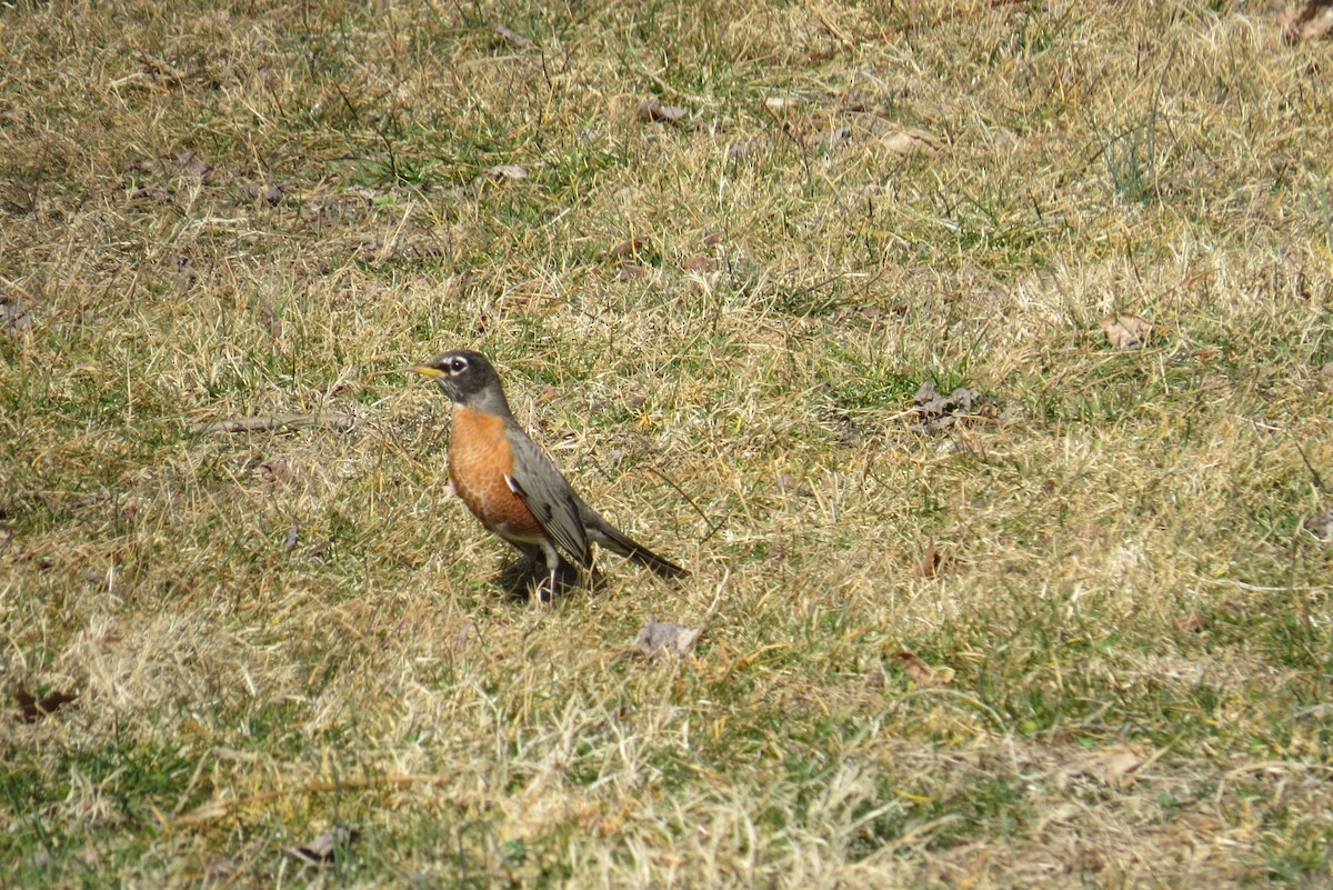 American Robin - Pete Yarrington