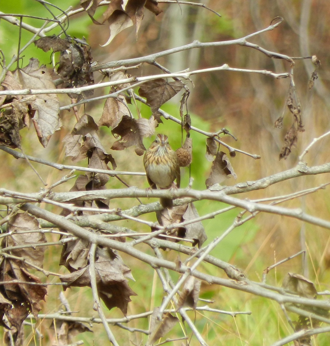 Lincoln's Sparrow - ML315723471