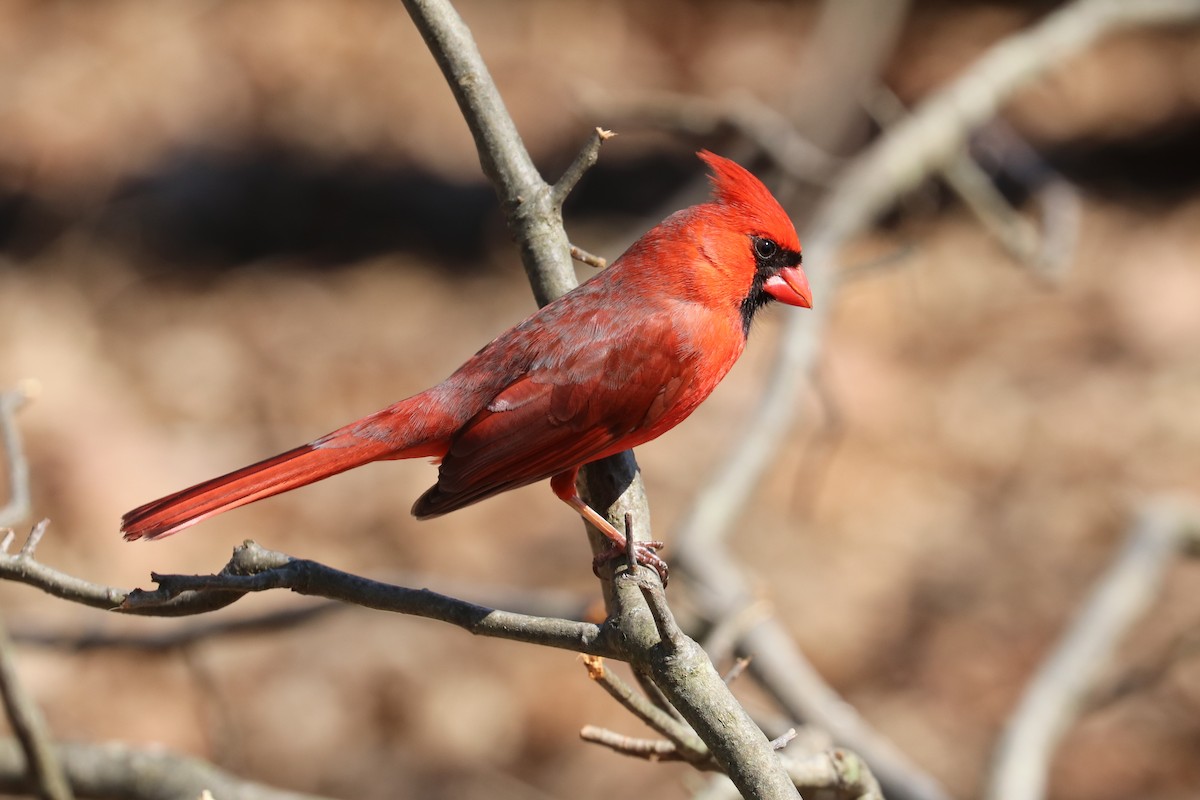 Northern Cardinal - ML315725051