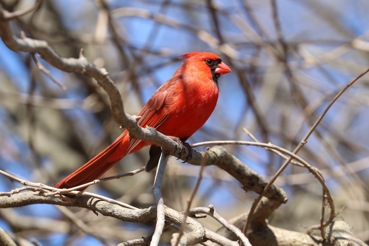 Northern Cardinal - ML315725071