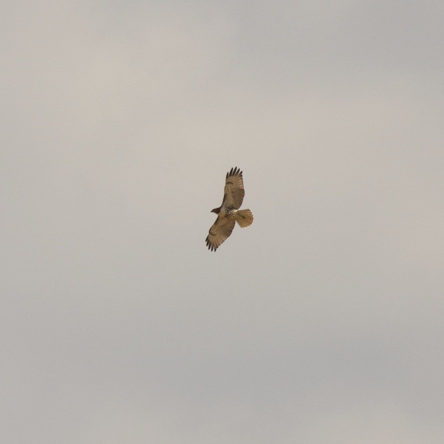 Red-tailed Hawk - ML315725281