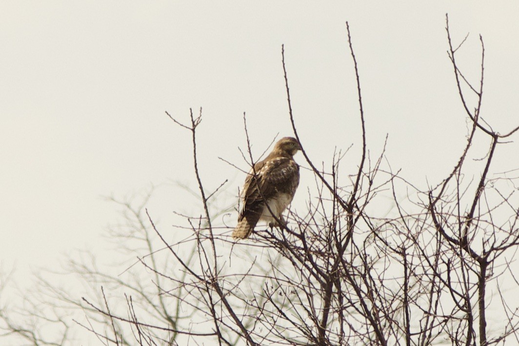 Red-tailed Hawk - ML315725321