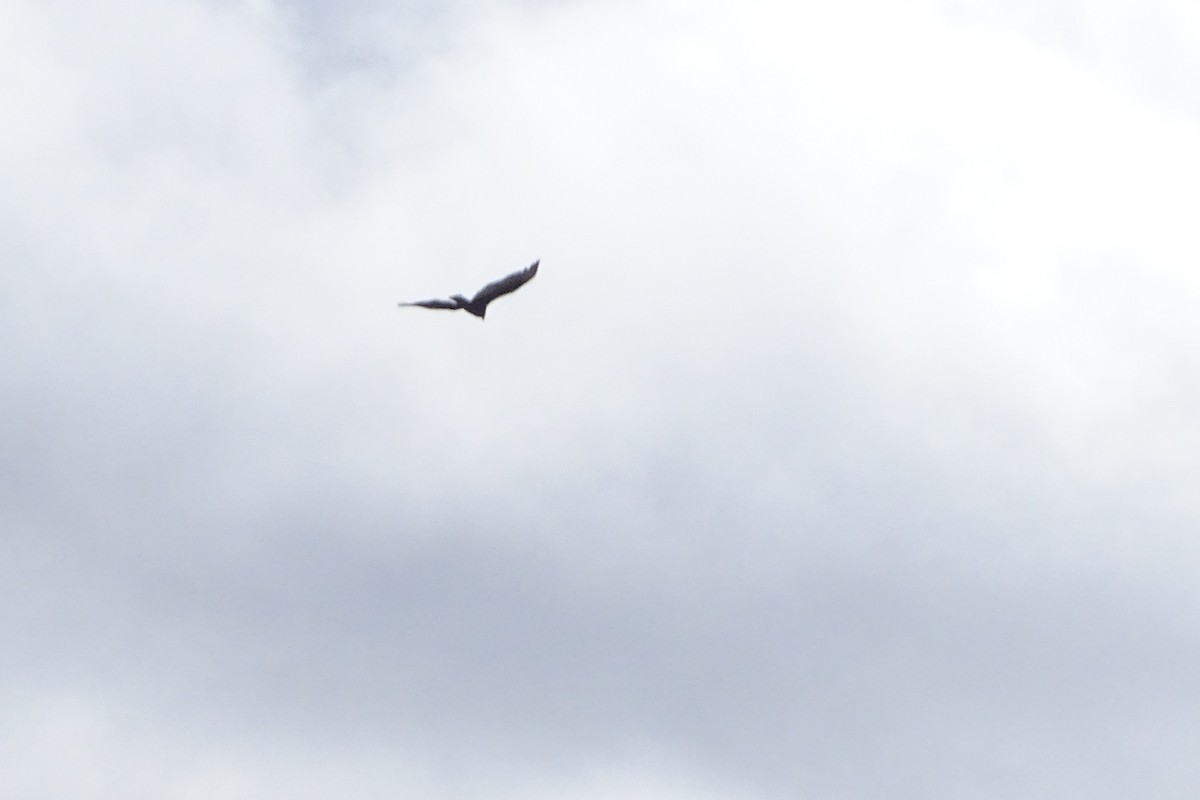 Turkey Vulture - ML315726801