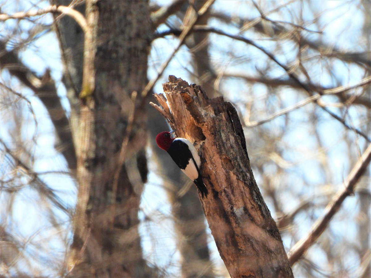 Red-headed Woodpecker - ML315726991