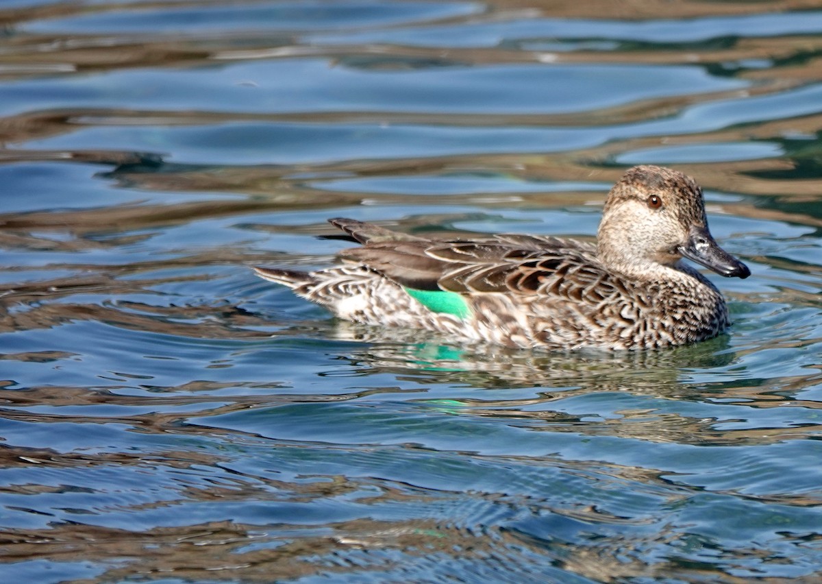 Green-winged Teal - ML315727041