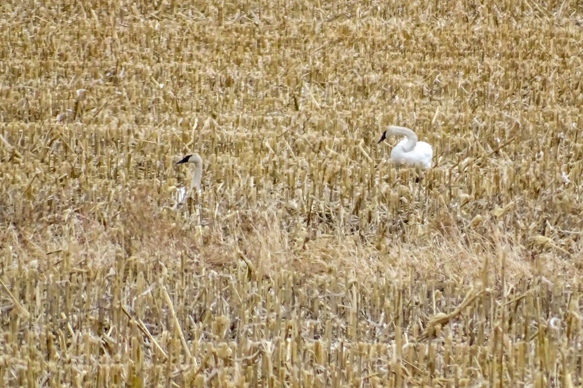 Trumpeter Swan - ML315727821