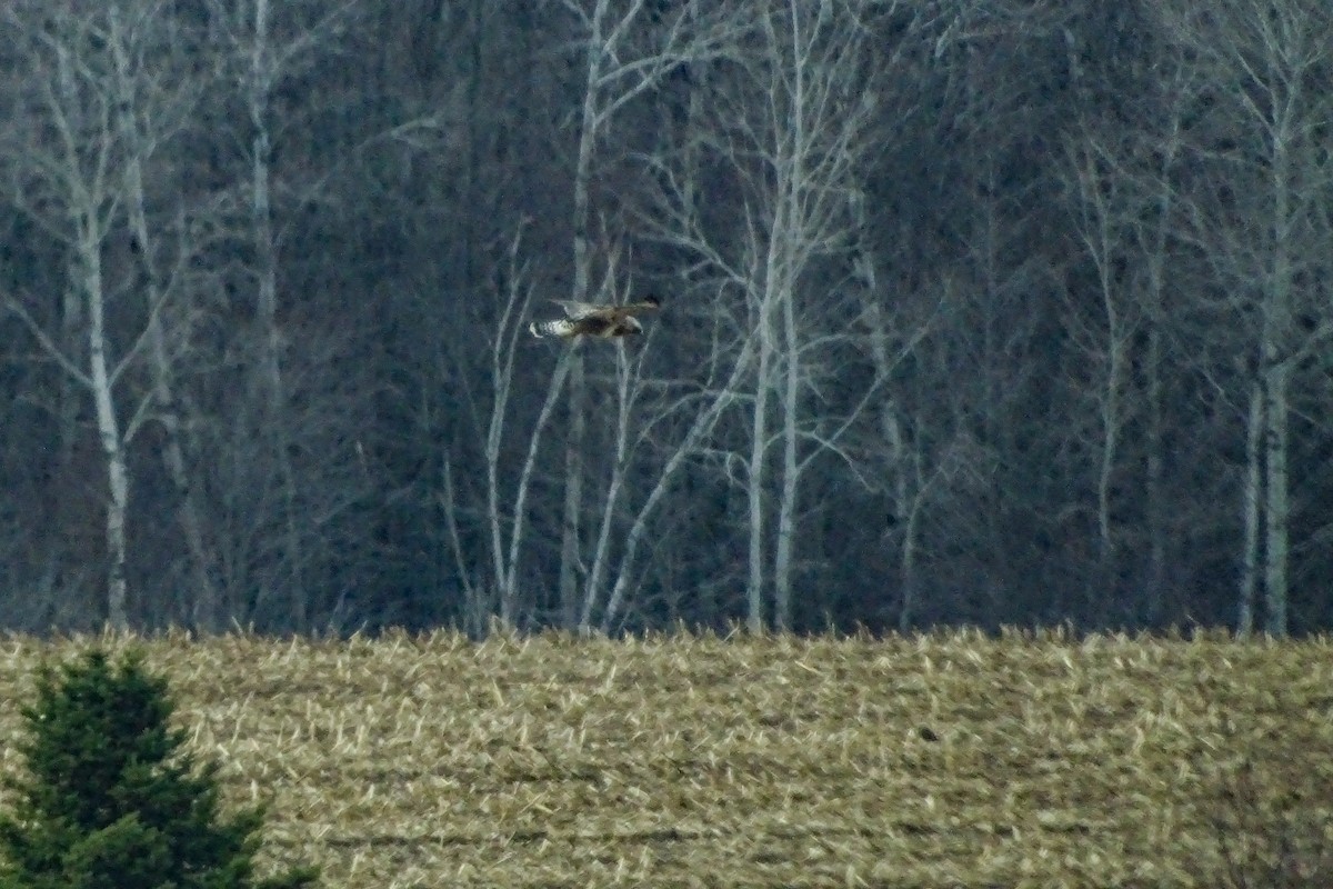 Rough-legged Hawk - ML315727901