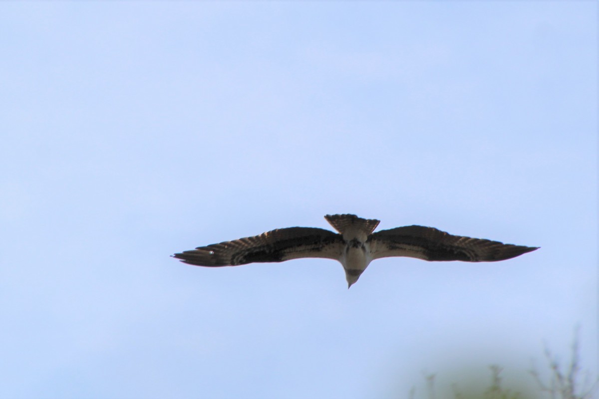 Águila Pescadora - ML315728461