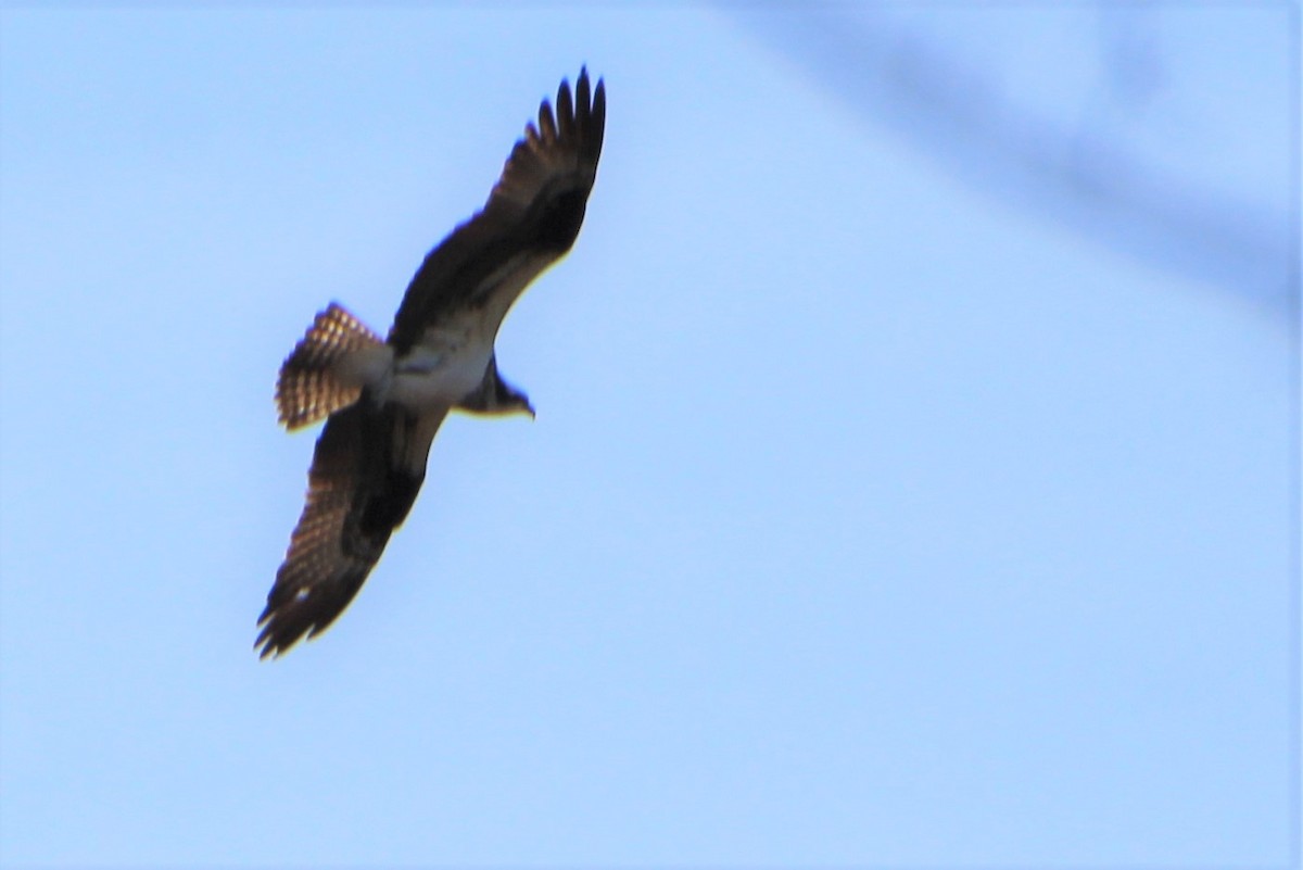 Águila Pescadora - ML315728471