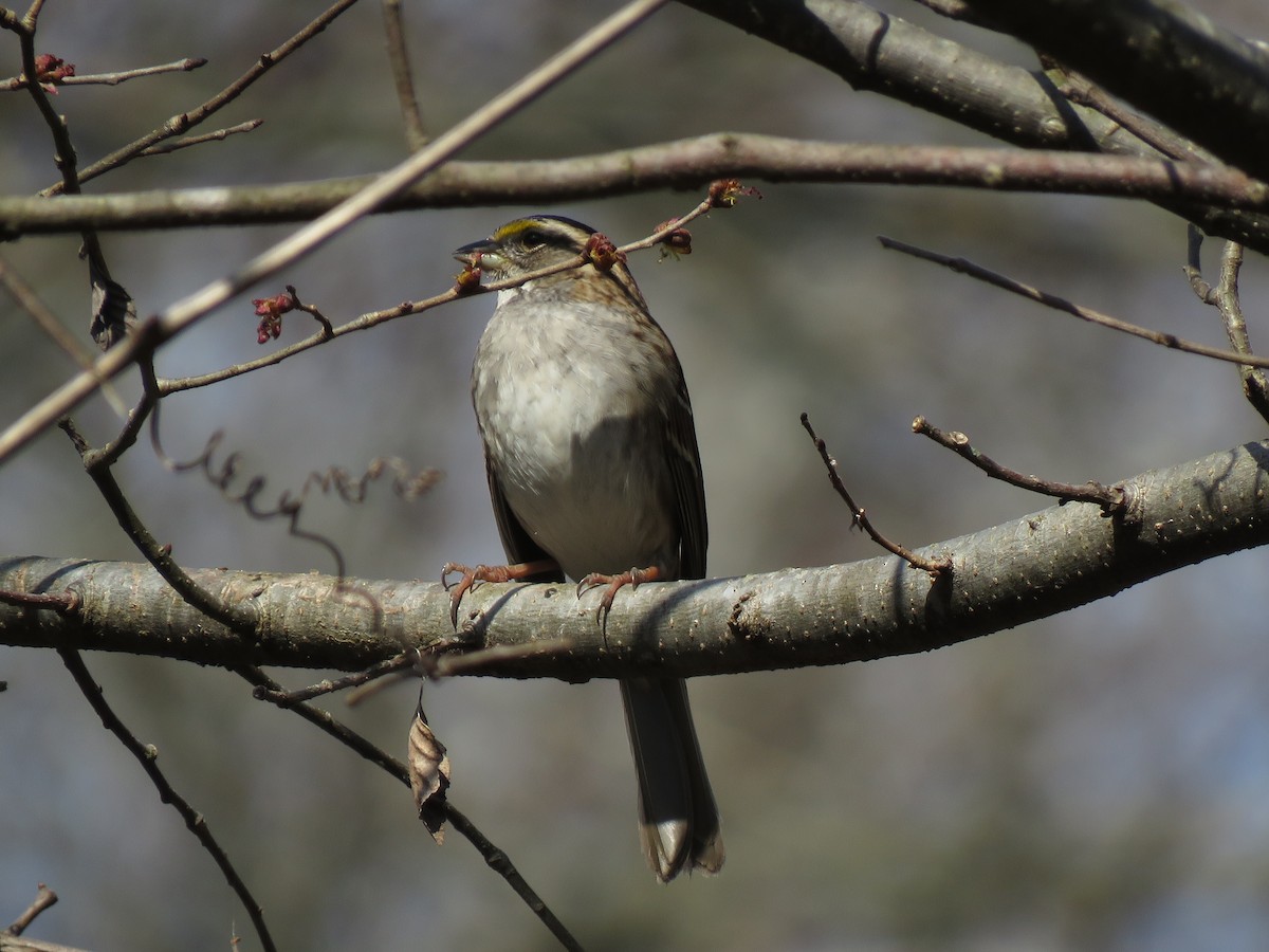 White-throated Sparrow - ML315728691