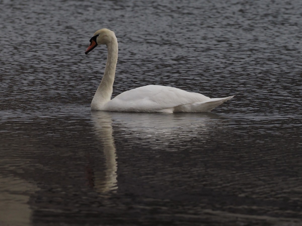 Mute Swan - ML315729181