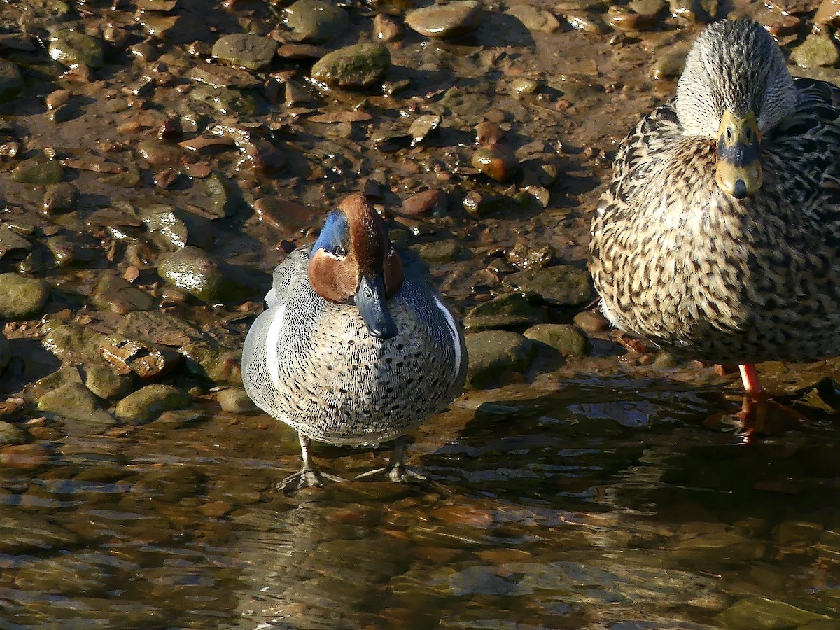 Green-winged Teal - Charles Duncan