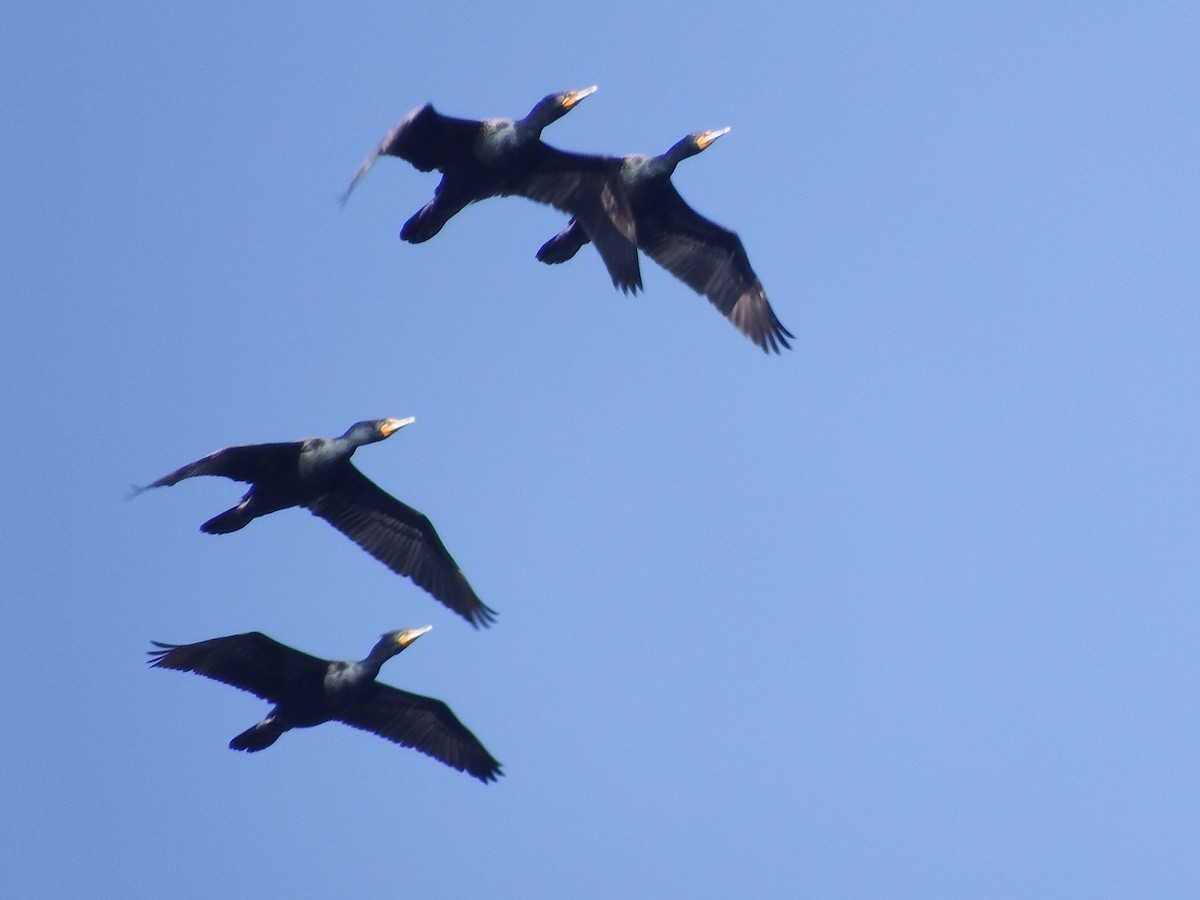 Double-crested Cormorant - ML315731211