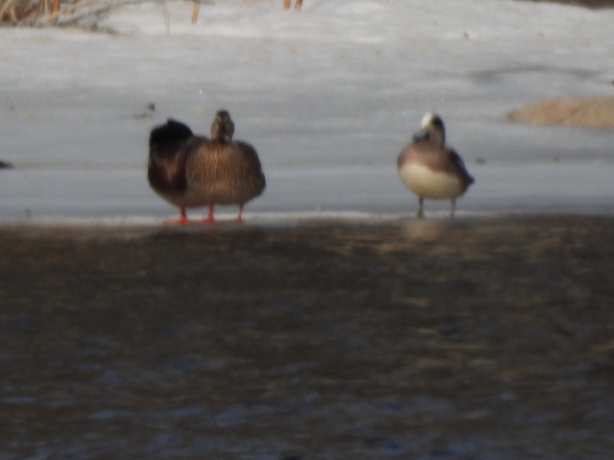 American Wigeon - Dave Milsom