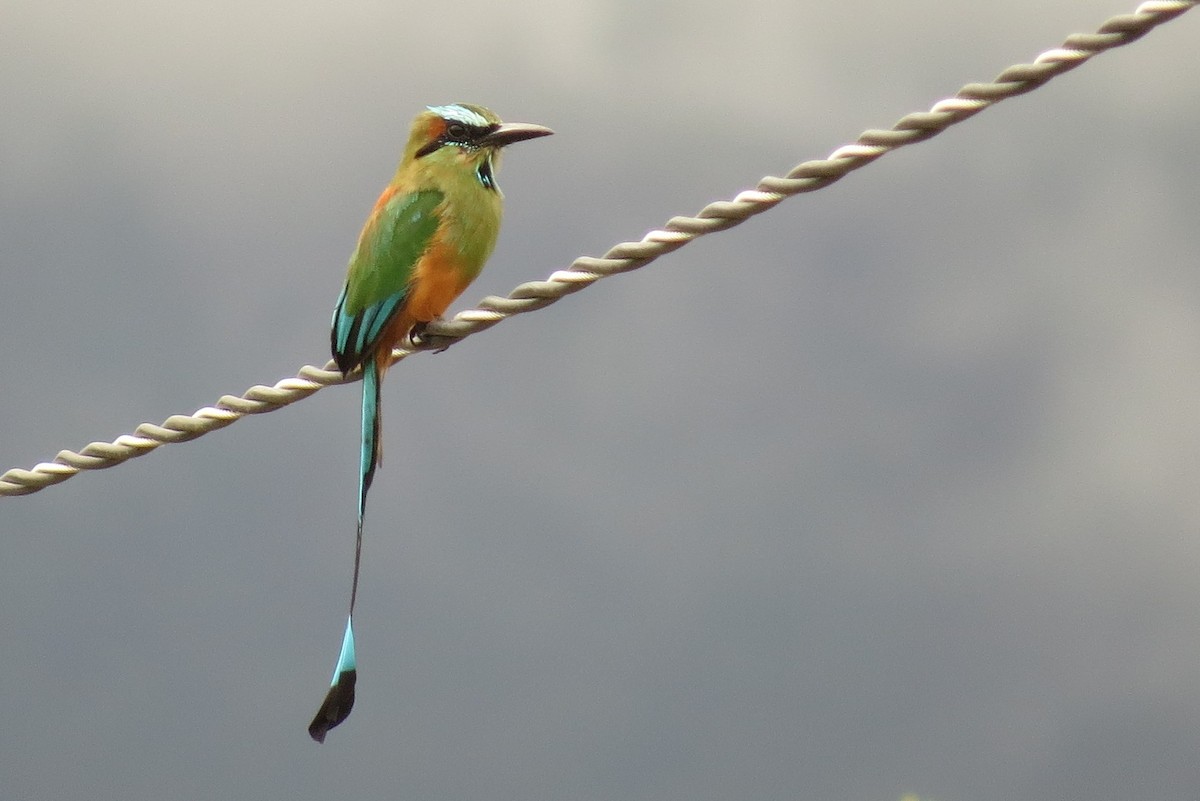 Turquoise-browed Motmot - ML31573151